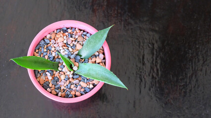 Top view of a young succulent plant in a pink pot, on a wooden surface. With copy space on the right.