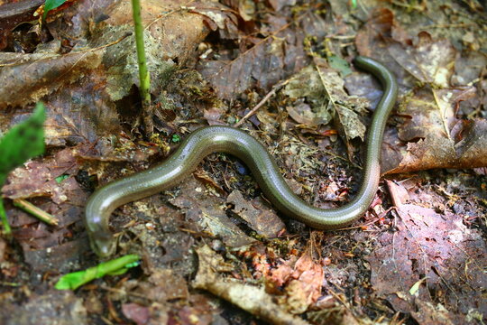 Padalec zwyczajny Anguis fragilis