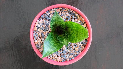 Top view of a Bird's Nest Snake Plant, Sansevieria Hahnii, in a cute pink pot with colorful pebbles.