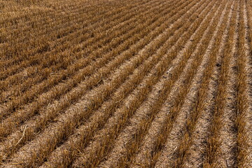 Stubble in the field after harvest. Cut stalks of cereals in the field. Slender rows of grain crops