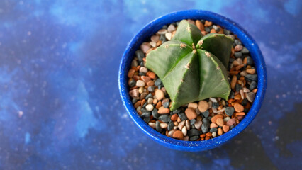 Top view of a star cactus in a blue pot surrounded with colorful pebbles. On a blue starry surface with copy space on the left.