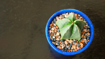 Top view of a star cactus in a blue pot surrounded with colorful pebbles. On a wooden surface with copy space on the left.