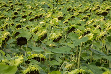 A basket of ripe sunflower on the field