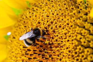 Black and yellow striped bee, honey bee, pollinating sunflowers close up low level view of single sunflower head with yellow petals
