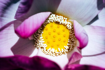 Dramatic artistic macro closeup petals of bloomimg of waterlily, lotus flower.