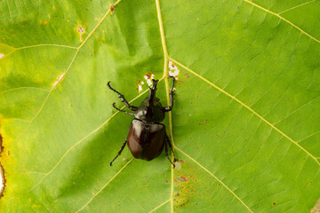 Siamese rhinoceros beetle, fighting beetle on giant teak tree leaf