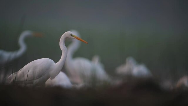 Flock of great egrets fishing in Morning