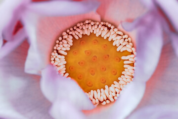 Obraz na płótnie Canvas Dramatic artistic macro closeup petals of bloomimg of waterlily, lotus flower.
