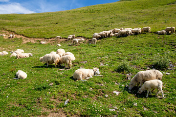 Obraz premium sheep in a field. The Grand-Bornand, France