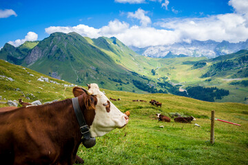 Fototapeta na wymiar Cows in a mountain field. The Grand-Bornand, France
