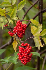 Characteristic and showy small mountain tree with red berries. Sorbus aucuparia, commonly called rowan and mountain-ash