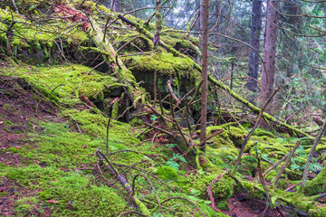 Fallen tree logs at a mossy rocks