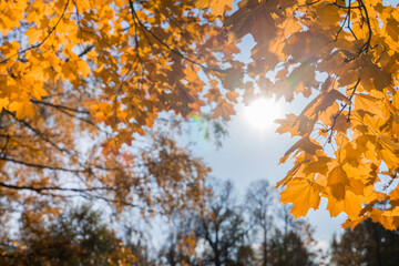 autumn forest landscape on a sunny day with maple leaves background