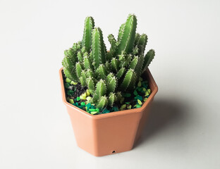 Cactus in a brown pot white background