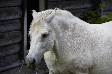 Obraz premium A white horse, against the backdrop of a house on a hill close up