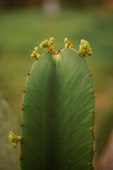 beautiful close up of cactus