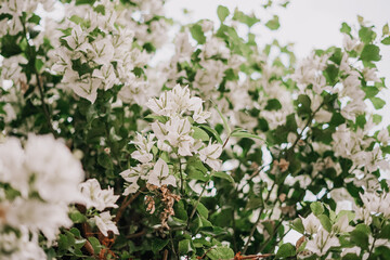 flowers on a white background