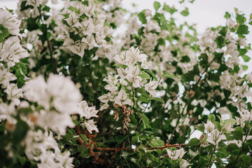 flowers on a white background