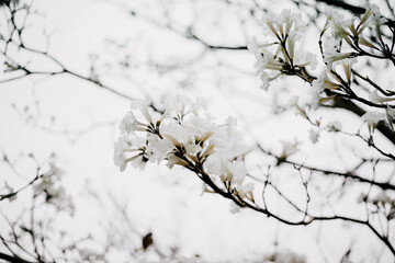 beautiful white flowers blossom in spring