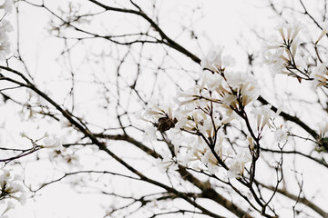 beautiful white flowers blossom in spring