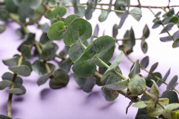 Fresh eucalyptus branch on lilac background, closeup