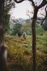 beautiful cow in a pasture