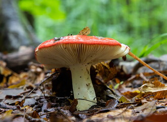 Russula xerampelina, also known as the crab brittlegill or the shrimp mushroom in forest - obrazy, fototapety, plakaty