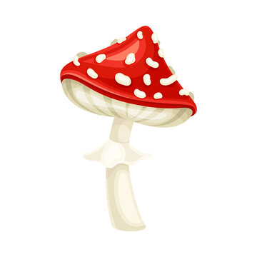 Cute amanita mushroom. Poisonous toadstool with red spotted cap cartoon vector illustration
