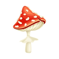 Fly agaric poisonous mushroom. Amanita toadstool with red spotted cap cartoon vector illustration