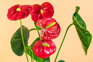 House plant Anthurium in white flowerpot isolated on beige background