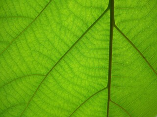 Fototapeta na wymiar Teak plant leaf venation pattern, green background