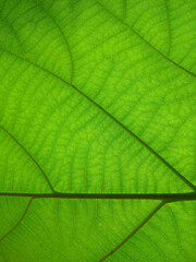 Teak plant leaf venation pattern, green background