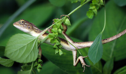 Curious female Common Garden Lizard, Calotes versicolor, hunting between tropical grass.