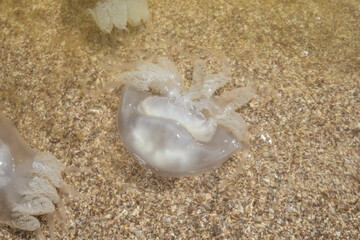 Jellyfish kornerota on the coast of the Sea of ​​Azov, Ukraine