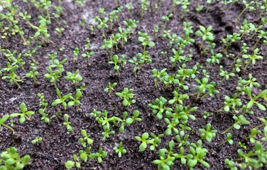 Young sandalwood (Santalum album) seedlings, in the nursery, in shallow focus