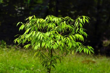 Nagasari (Mesua ferrea), a plant from the Gutiferae family