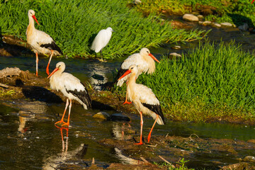 Group of White storks (Ciconia ciconia), resting in the river.