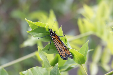Monarch butterfly on a green leaves in a sunny day.