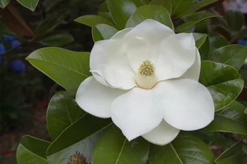 Outdoor kussens Southern magnolia close up. Top view of a flower in bloom. © daisy_y