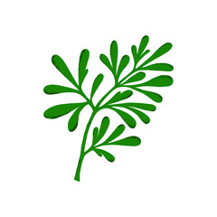 Medicinal plant (Ruta graveolens). Botanical vector illustration. Can be used for cards, invitations or like sticker.