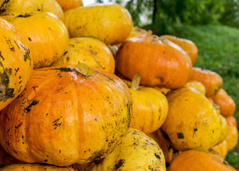 picture with yellow and orange pumpkins, pumpkin stack on wooden boards, pumpkin close-up, autumn...