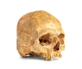 Human skull on white background