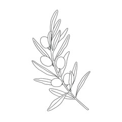 Olive tree in a vector style. Vector olive tree for background, texture, wrapper pattern, frame,  border, postcards, invitations, advertising, web.