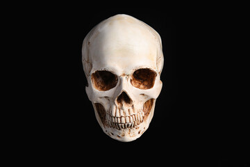 Human skull on dark background