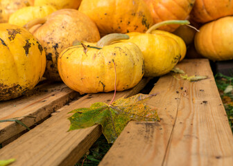 picture with yellow and orange pumpkins, pumpkin stack on wooden boards, pumpkin close-up, autumn...