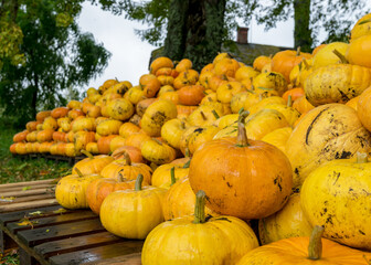 picture with yellow and orange pumpkins, pumpkin stack on wooden boards, pumpkins in the yard,...