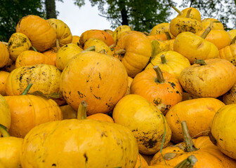 picture with yellow and orange pumpkins, pumpkin stack on wooden boards, pumpkin close-up, autumn...