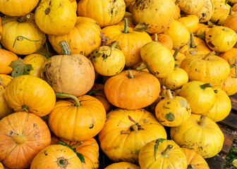 picture with yellow and orange pumpkins, pumpkin stack on wooden boards, pumpkin close-up, autumn...
