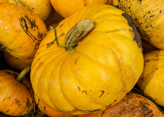 picture with yellow and orange pumpkins, pumpkin stack on wooden boards, pumpkin close-up, autumn...
