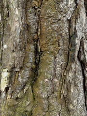 Embossed texture of the bark of tree. Pattern of natural tree bark background.